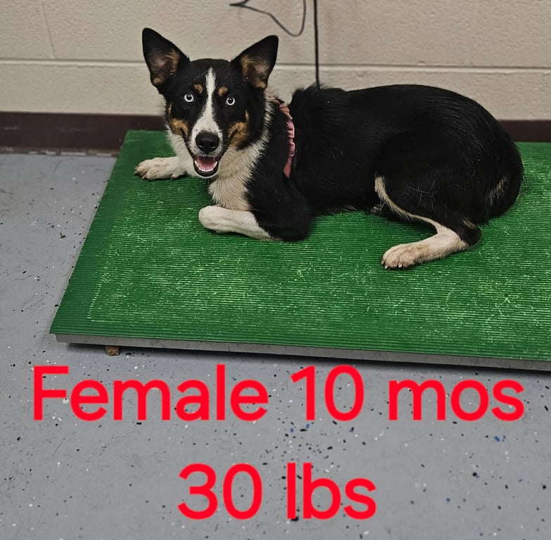 Piper Image