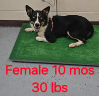 Piper - Photo 1