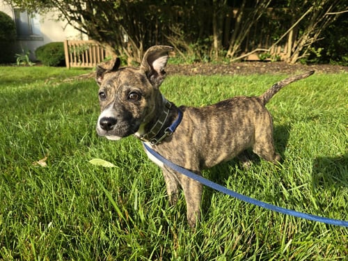 LUCKY PUP - Boxer available for adoption
