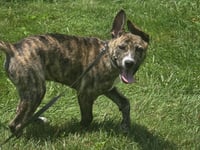 Lucky pup - Photo 4