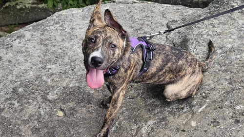 LUCKY - Boxer available for adoption
