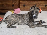 Lucky pup - Photo 3