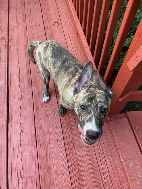 LUCKY - Boxer available for adoption