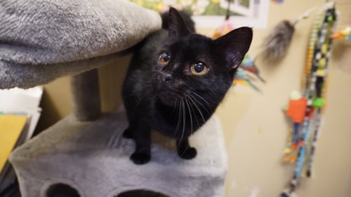 JUANITA - Domestic Short Hair available for adoption