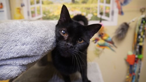 JUANITA - Domestic Short Hair available for adoption