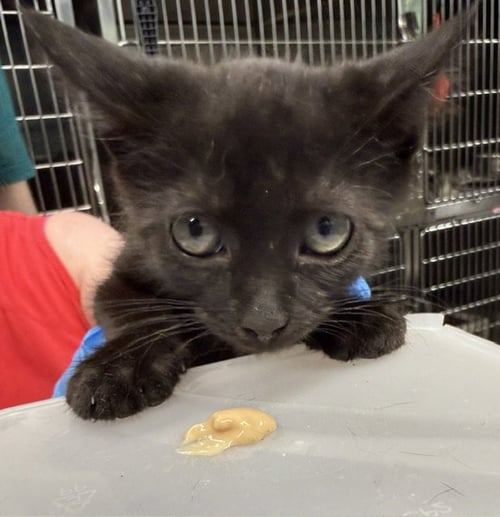 MEOWSER - Domestic Short Hair available for adoption