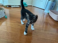Chance - Photo 4