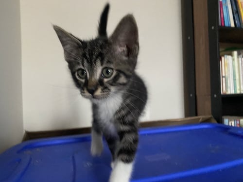 CHANCE - Domestic Short Hair available for adoption
