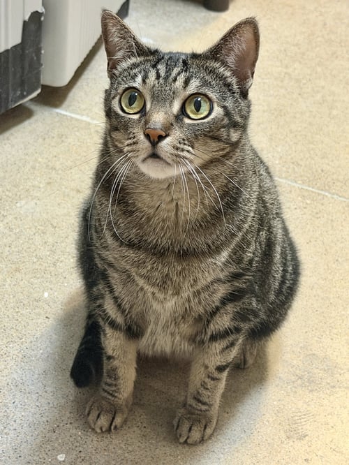 GEEBEE - SPONSORED ADOPTION FEE! - Domestic Short Hair available for adoption