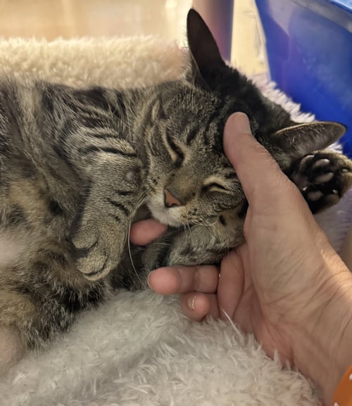 GEEBEE - Domestic Short Hair available for adoption