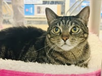 Geebee - Sponsored adoption fee! - Photo 4