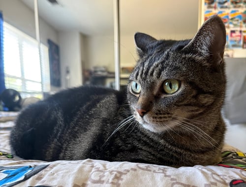 GEEBEE - SPONSORED ADOPTION FEE! - Domestic Short Hair available for adoption