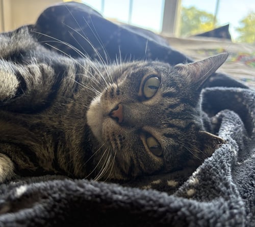 GEEBEE - SPONSORED ADOPTION FEE! - Domestic Short Hair available for adoption