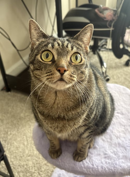 GEEBEE - SPONSORED ADOPTION FEE! - Domestic Short Hair available for adoption