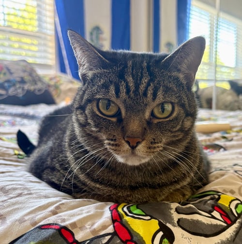 GEEBEE - SPONSORED ADOPTION FEE! - Domestic Short Hair available for adoption