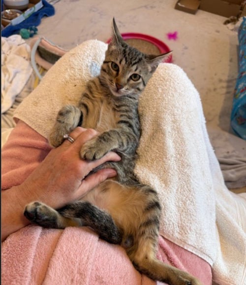 MEETSY - Domestic Short Hair available for adoption