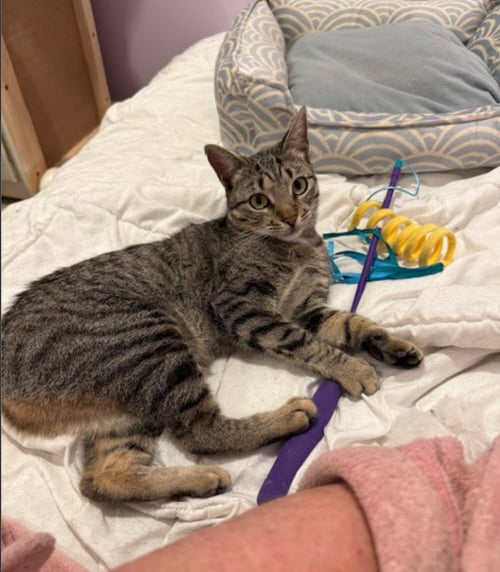 MEETSY - Domestic Short Hair available for adoption