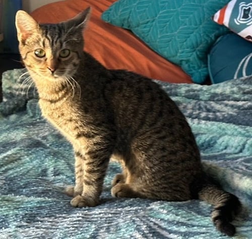 WENDY - Domestic Short Hair available for adoption
