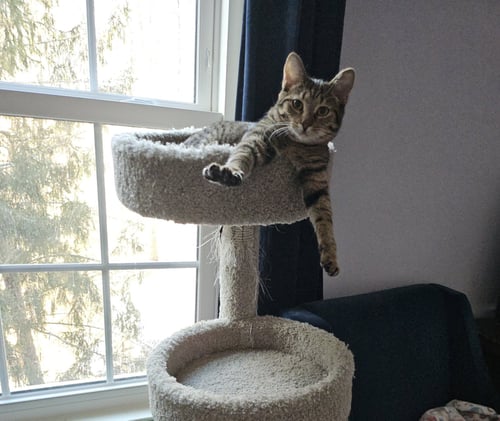 WENDY - Domestic Short Hair available for adoption