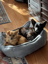 Tiny Tim - Photo 2