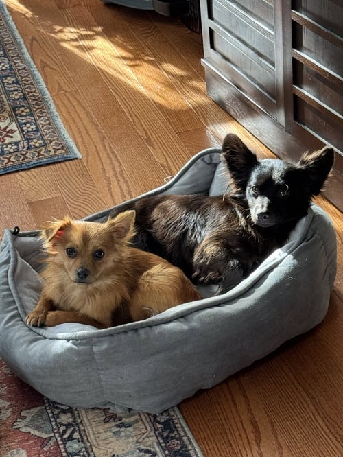 TINY TIM - Chihuahua available for adoption