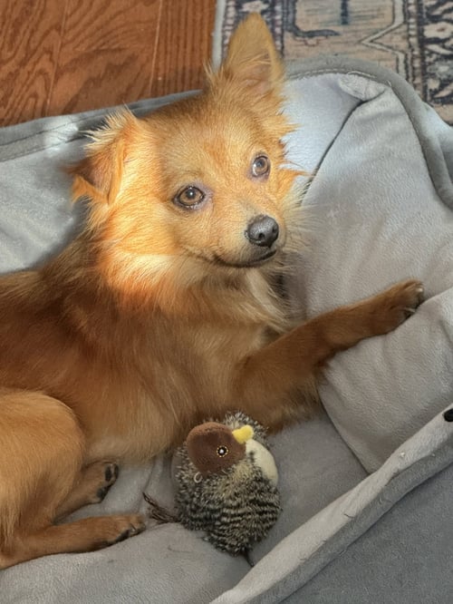 TINY TIM - Chihuahua available for adoption