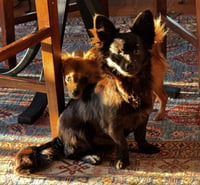 Tiny Tim - Photo 3