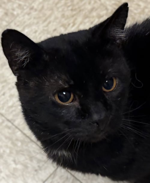 BOB - Domestic Short Hair available for adoption
