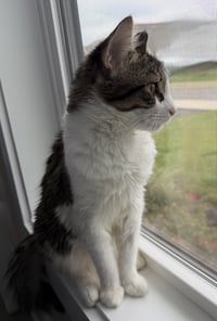 Momo - Photo 3