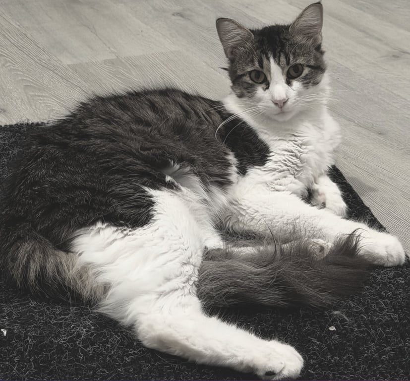 Momo Image