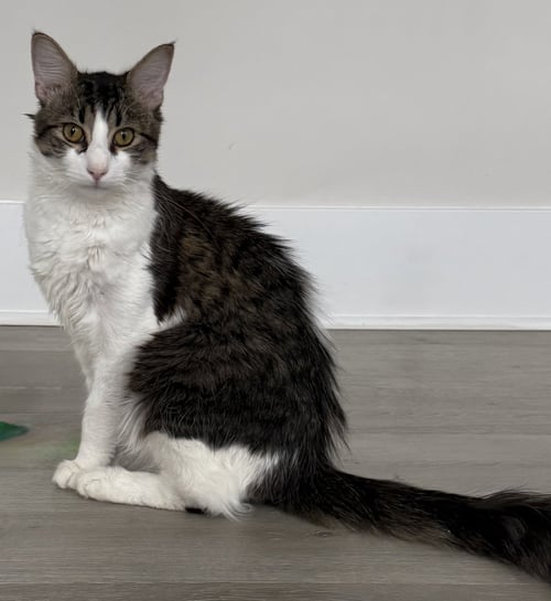 MOMO - Domestic Long Hair available for adoption