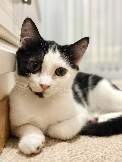 MAGS - Domestic Short Hair available for adoption