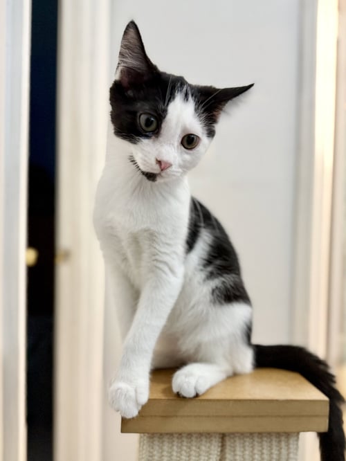 MAGS - Domestic Short Hair available for adoption