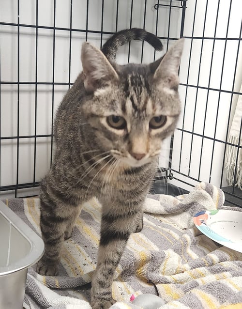 WILLOW - Domestic Short Hair available for adoption