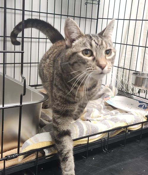 WILLOW - Domestic Short Hair available for adoption