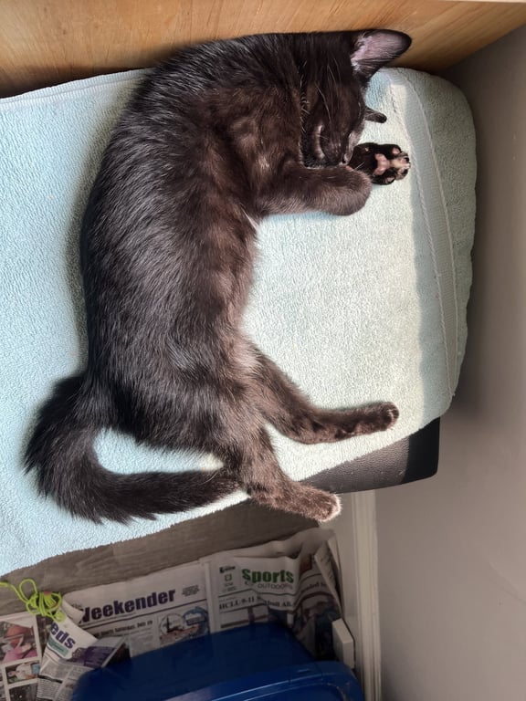 Benji (FeLV+) Image
