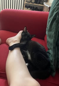 Benji (FeLV+) - Photo 4