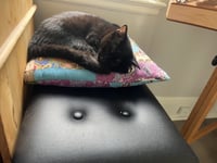 Benji (FeLV+) - Photo 3