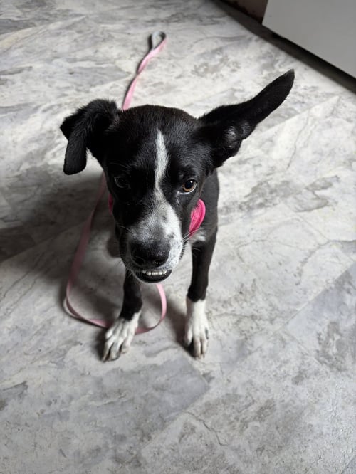 ECHO - Border Collie available for adoption