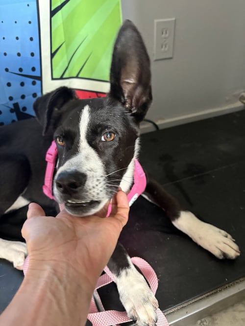 ECHO - Border Collie available for adoption