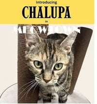 Chalupa - Photo 1