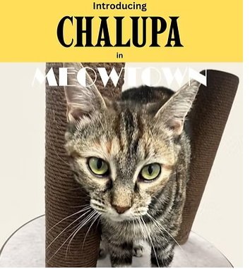 CHALUPA - Domestic Short Hair available for adoption