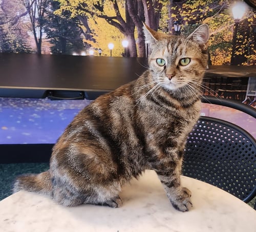 CHALUPA - Domestic Short Hair available for adoption