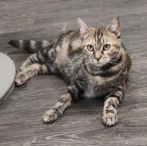 CHALUPA - Domestic Short Hair available for adoption