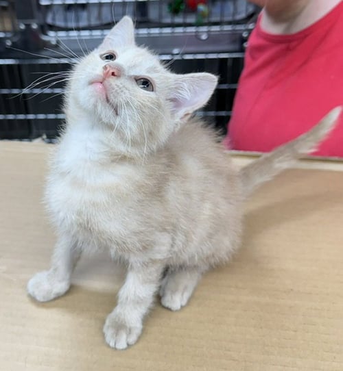 SIR LIXALOT - Domestic Short Hair available for adoption