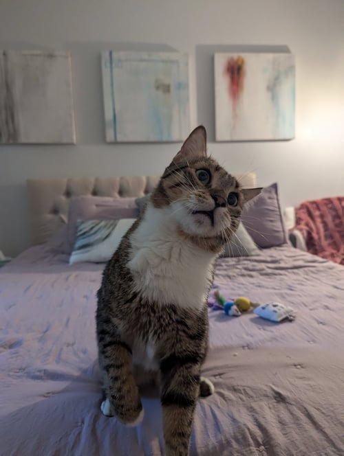 MISK - Domestic Short Hair available for adoption