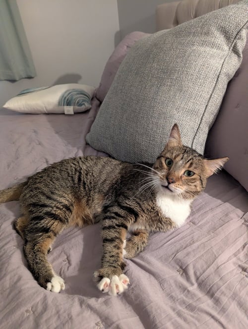 MISK - Domestic Short Hair available for adoption