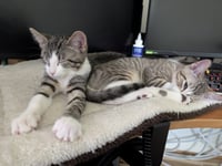Frosted Flakes & Cookie Crisps - BONDED - Photo 4