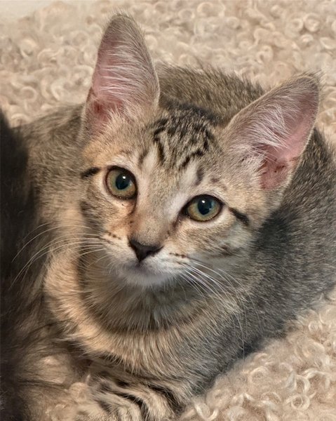VIENNA - Domestic Short Hair available for adoption