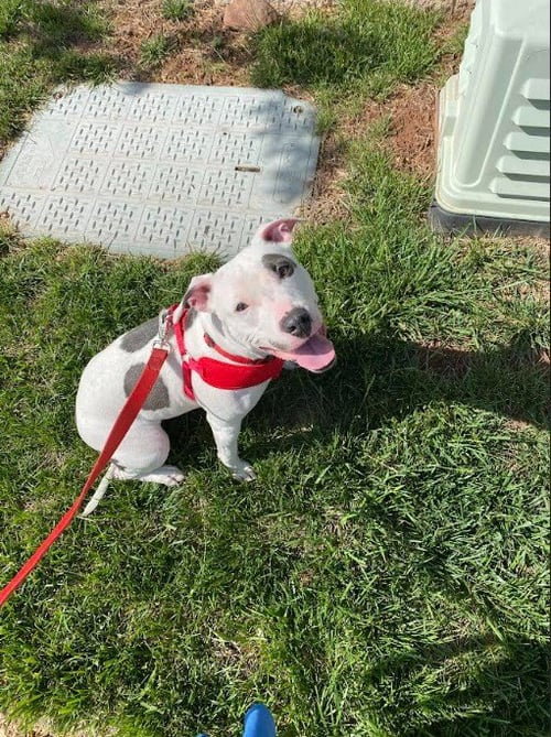 PRINCESS BABY FEE SPONSORED FOSTER HOME NEEDED - Terrier available for adoption